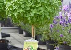 Een echte Bassilicum boom, leuk voor in de keuken.